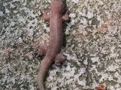 -海南热带雨林国家公园吊罗山景区