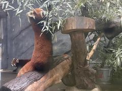 -武汉动物园