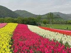 -径山花海