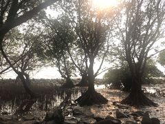 -宝安西湾红树林湿地公园