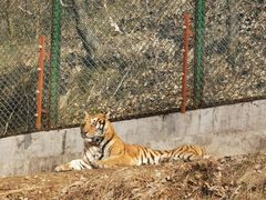 -栾川竹海野生动物园