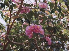 -海南热带海洋学院(三亚校区)