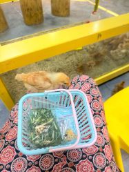 点击看大图 -神奇动物撸宠馆·羊驼·小浣熊·异宠(豫园店)