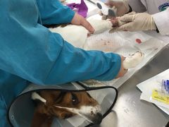 -瑞派·关忠动物医院·异宠专科·犬猫肿瘤·皮肤专科(望京店)