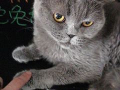 -我爱猫咪·猫咖·狗咖·安哥拉兔·羊驼咖(小寨华旗店)
