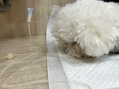 -北京观赏动物医院·24小时大型综合·猫专科·异宠专科
