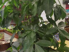 -洞庭家宴·头牌甲鱼(广渠门店)