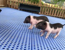 -萌宠亲子动物乐园(槐房万达店)