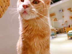 -藏猫猫咖啡主题馆(中央大道店)