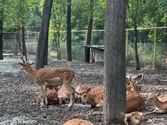 -合肥滨湖国家森林公园