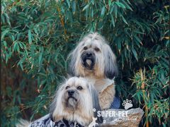 -超宠爱宠物摄影-Super pet