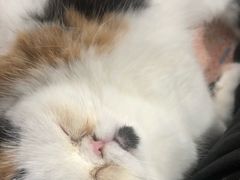 -北京观赏动物医院·24小时大型综合·猫专科·异宠专科