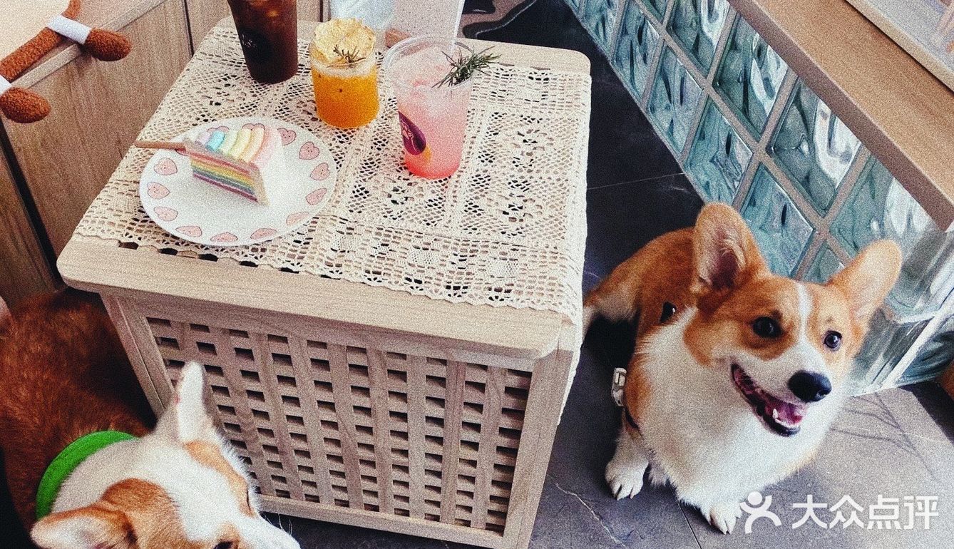 🐾 Paw coffee 柯基在线营业