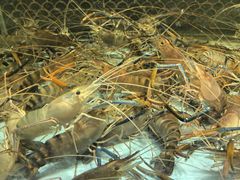 -顺意·顺德家乡菜(国际人才大厦店)