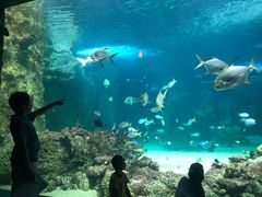 -悉尼海洋生物水族馆