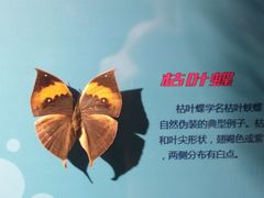 -萌宠奇缘