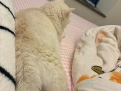 -瞄一喵猫咖(格力海岸店)