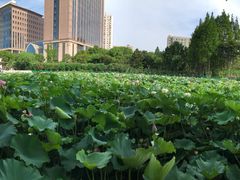 -黄兴公园