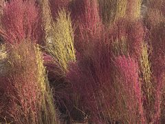 -天津东丽湖风景区