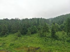 -武陵山森林公园