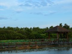 -大湾区中央湿地公园