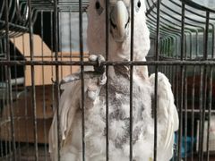 -龙大花卉苗木市场