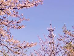 -顾村公园