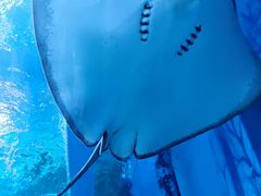 -上海海昌海洋公园