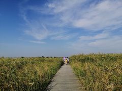 -盐城丹顶鹤湿地生态旅游区