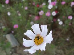 -皇粮浜湿地公园