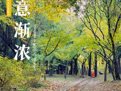 -上海共青森林公园