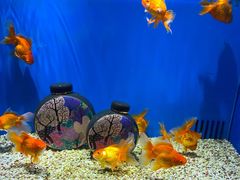 -合肥海洋世界