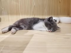 -屋虎猫馆(宝安大仟里店)