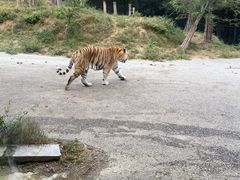 -大连森林动物园