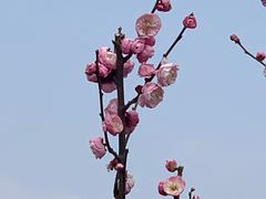 -苏州上方山国家森林公园