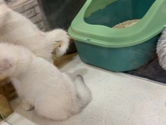 -糯米喵星人总部直营旗舰店·猫舍·幼猫出售