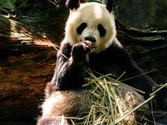-都江堰中华大熊猫苑