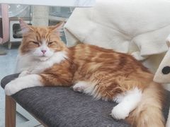 -喵园·猫主题咖啡厅·撸猫·猫咖(国贸店)