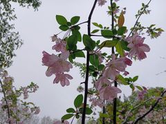 -莫愁湖公园