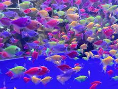 -万达广场(泰安泰山店)