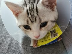 -艾贝尔宠物诊疗