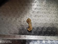 -老刘家永盛斋·传统泡馍(东关南街店)