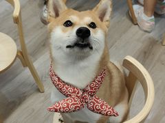 -柴迷FANS CLUB·柴犬狗咖·猫咖