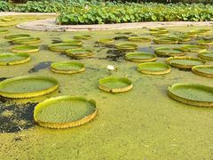 -白洋淀风景区