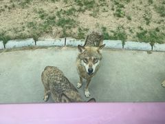 -北京野生动物园