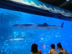 -烟台海昌鲸鲨海洋公园