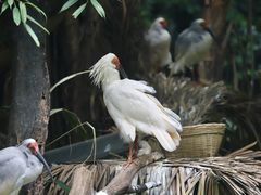 -广州长隆野生动物世界