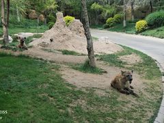 -北京野生动物园