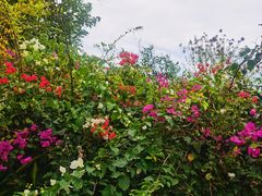 -深圳湾公园(南山区)
