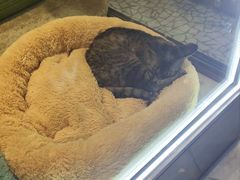 -momokira米努特·德文卷毛猫·棉花面纱犬